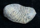 Dipleura Trilobite From Bolivia #3476-2